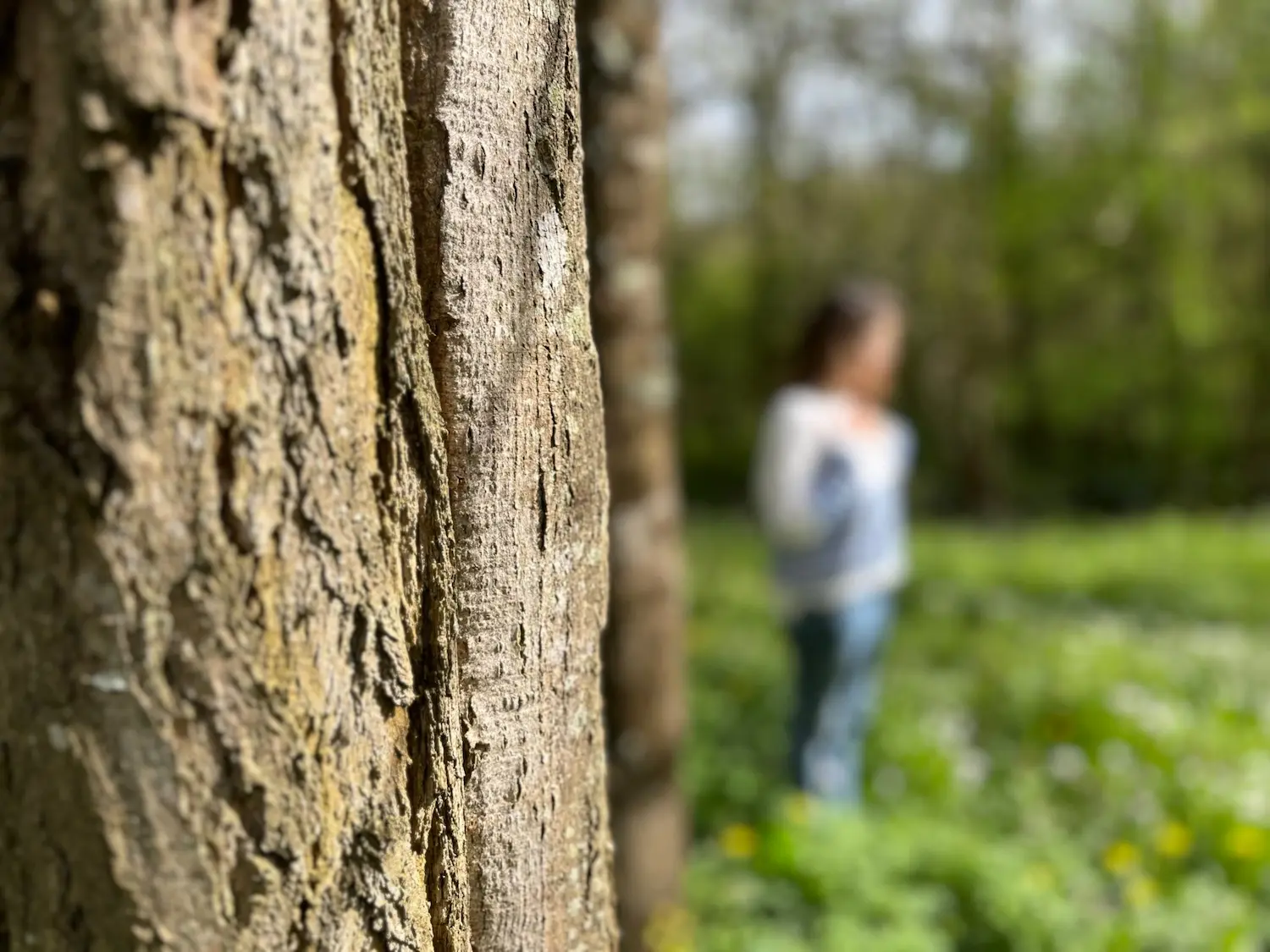 Photo d'un arbre dans la nature avec en arrière plan, Cyndia Davidoff, coach ikigai à Toulouse